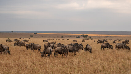 Wildebeest migration, Serengeti National Park, Tanzania, Africa © vaclav