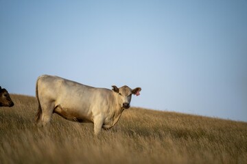 cow in a field at sunset on a summer in a dry drought in summer in australia on at agricultural farm