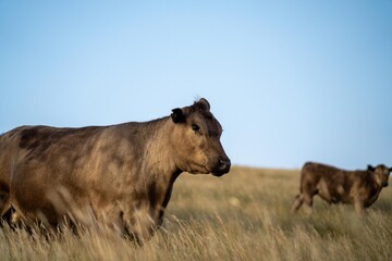Fototapeta premium cow in a field at sunset on a summer in a dry drought in summer in australia on at agricultural farm