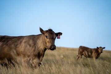 fat Beef cows and calfs grazing on grass in south west victoria, Australia. in summer grazing on dry tall pasture. breeds include angus and murray grey livestock