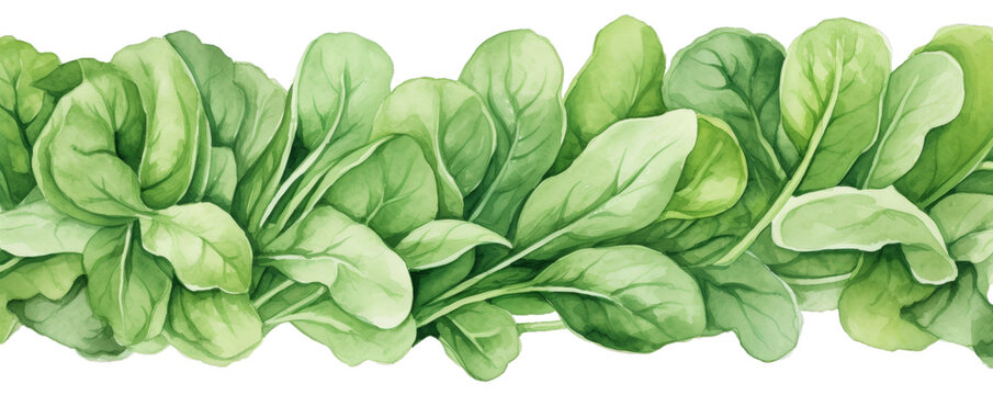 Watercolor background banner of spinach isolated on a white background as transparent PNG