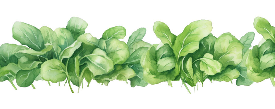 Watercolor background banner of spinach isolated on a white background as transparent PNG