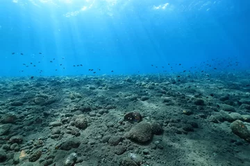 Foto op Aluminium seascape panorama underwater flock of fish in the water © kichigin19