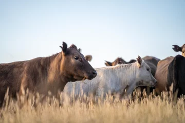 Foto op Plexiglas Portrait of Cows in a field grazing. Regenerative agriculture farm storing co2 in the soil with carbon sequestration. tall long pasture in a paddock on a farm in australia in a drought © Phoebe