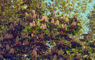 Cute lush chestnut thickets with fragrant spring flowers
