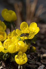Bee on winter aconite. Eranthis hyemalis. First flowers in springtime. Early bloomers. Buttercup family Ranunculaceae. Small, yellow flower. Spring