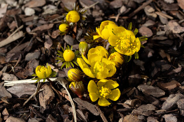 Winter aconite, eranthis hyemalis. First flowers in springtime. Early bloomers. Buttercup family Ranunculaceae. Small, yellow flower. Spring