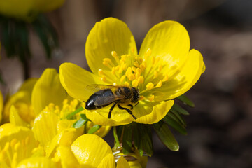 Bee on winter aconite. Eranthis hyemalis. First flowers in springtime. Early bloomers. Buttercup family Ranunculaceae. Small, yellow flower. Spring