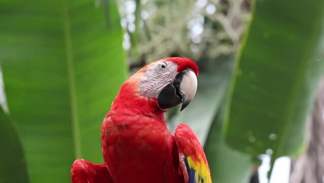 Beautiful red macaw parrot sits on a tree branch, ara, wild bird