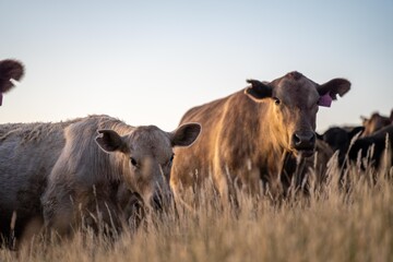 cows and calfs grazing on dry tall grass on a hill in summer in australia. beautiful fat herd of...