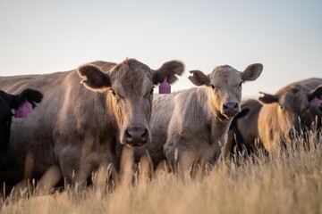 fat Beef cows and calfs grazing on grass in south west victoria, Australia. in summer grazing on dry tall pasture. breeds include angus and murray grey livestock