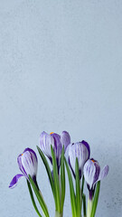 Purple iris flowers bouquet on light gray blurred background with soft natural lighting, aesthetic spring floral mobile phone wallpaper design or vertical social media template