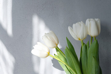 Aesthetic neutral floral background, abstract sunlight shadows on blurred concrete wall and white tulip flowers, elegant business branding or interior design template