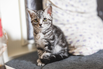 Kitten playing at home, peekaboo, playing on the sheet, playing on the floor,playing on the sofa,interacting with people, american shorthair, black and gray kitten, black cute paws,well-behaved kitten