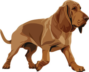 vector bloodhound dog walking cool - obrazy, fototapety, plakaty