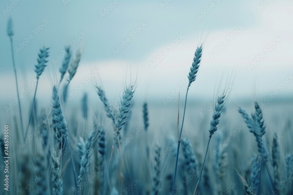 Poster a detailed view of a field of wheat. perfect for agriculture concepts