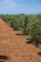 Fototapeta na wymiar olive grove on the way to L'Àguila, Llucmajor, Mallorca, Spain