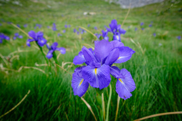 blue lily (Iris latifolia), col de Anéou, Ayous lakes tour, Pyrenees National Park, Pyrenees Atlantiques, France