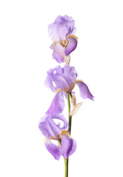 Sprig of three light lilac Iris flowers isolated on a white background.