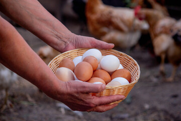 a woman holds chicken eggs in her hands against the background of chickens. farm.