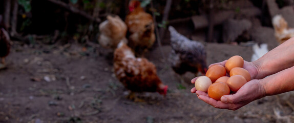 a woman holds chicken eggs in her hands against the background of chickens. farm.