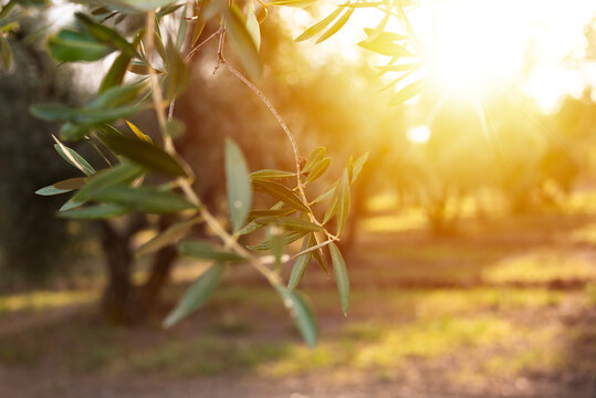 Olive tree branches lit by evening sun