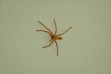 Spiders on the wall of the house