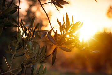 Olive tree branches on sunset - Powered by Adobe