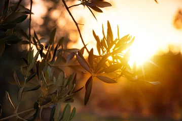 Fototapeten Olive tree branches on sunset © Maresol