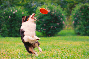 Dog catching orange flying disc it in mouth in jump. Crazy Australian Shepherd catching flying pet...
