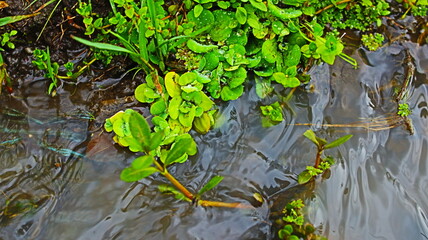 Pistia stratiotes is an aquatic plant that is usually found floating in calm waters or ponds. It is also popular as an aquarium protection plant.