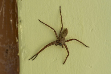 Spiders on the wall of the house