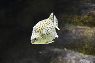 Poisson dans un aquarium tropical