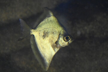 Poisson dans un aquarium tropical
