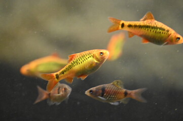 Poisson dans un aquarium tropical