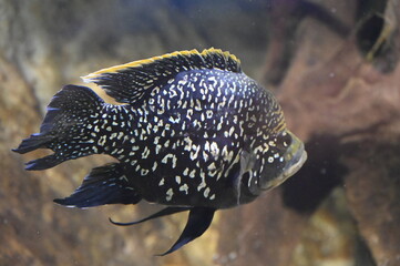 Poisson dans un aquarium tropical