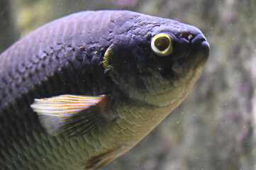 Poisson dans un aquarium tropical