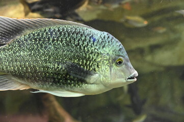 Poisson dans un aquarium tropical