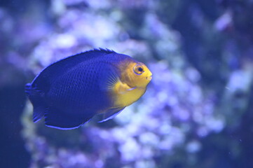 Poisson dans un aquarium tropical