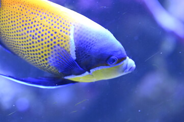 Poisson dans un aquarium tropical