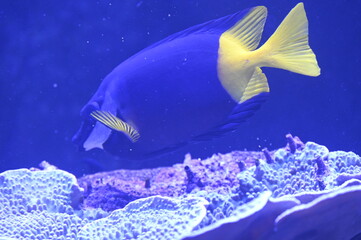 Poisson dans un aquarium tropical