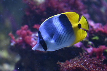Fototapeta na wymiar Poisson dans un aquarium tropical