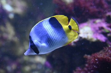 Poisson dans un aquarium tropical