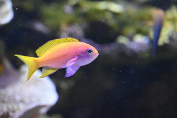 Fototapeta premium Poisson dans un aquarium tropical