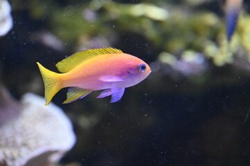 Poisson dans un aquarium