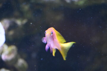 Poisson dans un aquarium