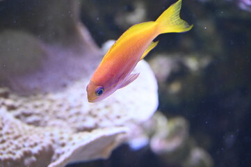 Poisson dans un aquarium