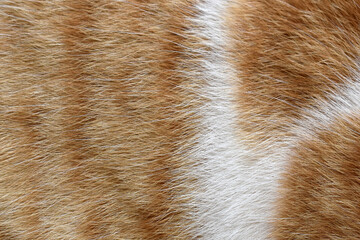 Cat fur texture background. Ginger and white cat fur texture.