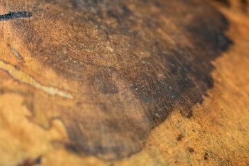 Wood texture