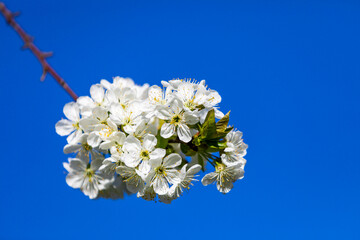 Kirschblüten im Frühling vor blauem Himmel